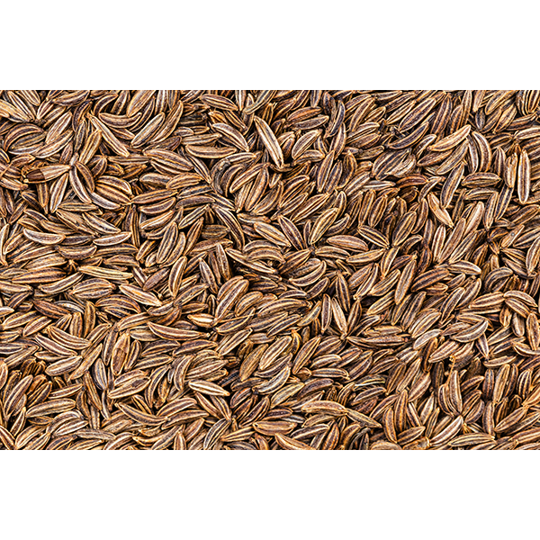 Carvi BIO - Cumin des prés - graines entières