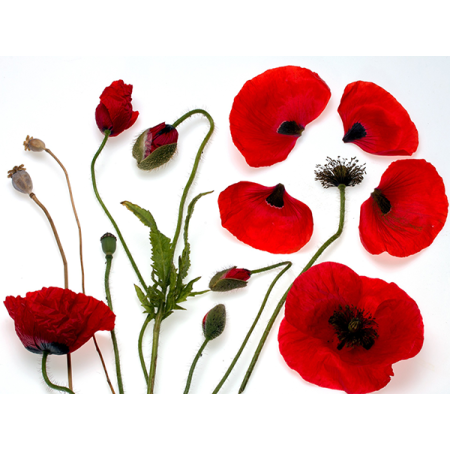 Coquelicot BIO - pétales...