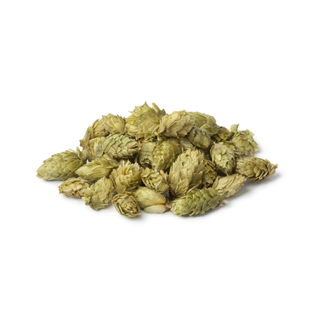 Houblon, Humulus lupulus - tisane