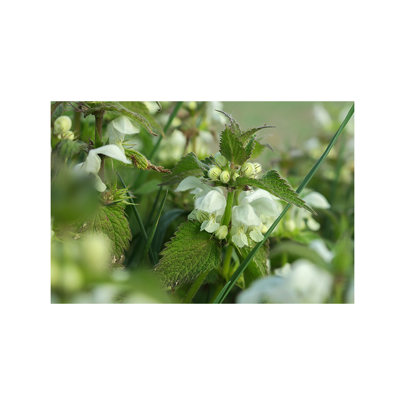 Tisane Ortie blanche