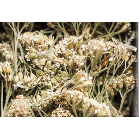 Achillée millefeuille, Achillea millefolium - Tisane