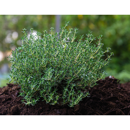 Thym serpolet, Thymus serpyllum - Tisane