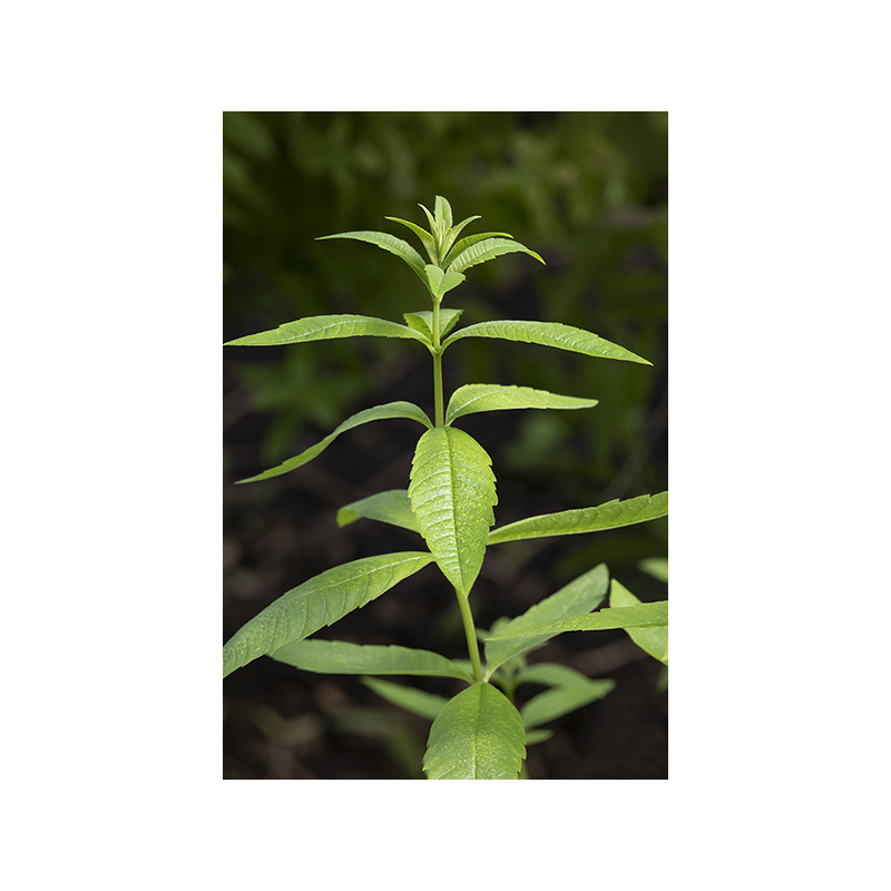 Verveine citronnée (odorante) BIO - feuille entière