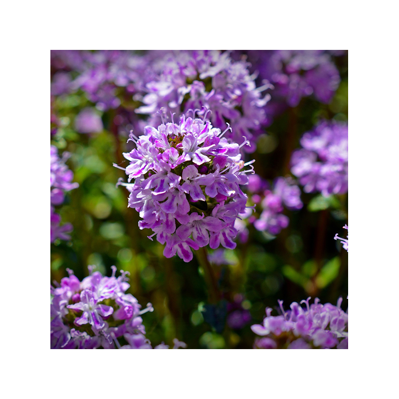Poudre De Serpolet (Thymus Serpyllum) – Sachet De 250 G, Aide Les Voies Respiratoires Et L’immunité