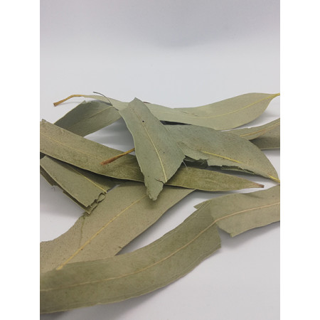 Feuilles d'eucalyptus globulus -Tisane