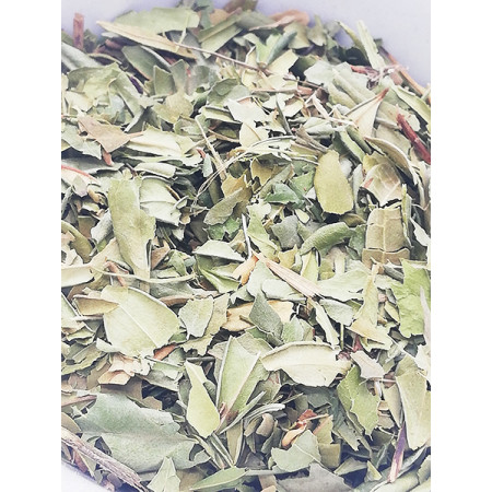 Myrte, Myrtus communis - Tisane